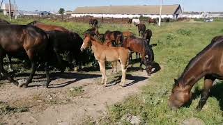 пересчет поголовья лошадей