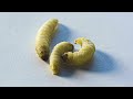 Meet the plasticeating worms  planet fix  bbc earth science