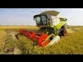 Claas Lexion 770 mietitura riso / rice harvest 10/09/2016