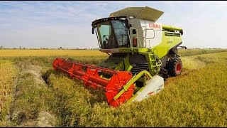 Claas Lexion 770 mietitura riso / rice harvest 10/09/2016