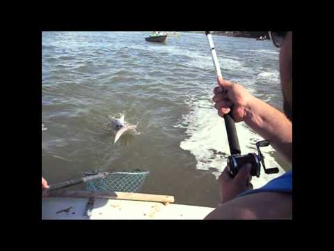 Video 3 Spoonbill Paddlefish Snagging With Dark Ta...