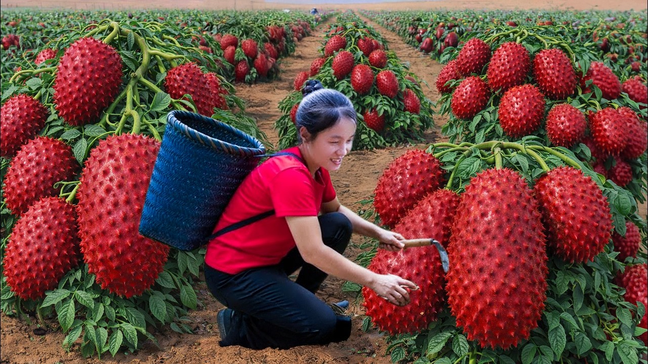 Harvest Wild Red Snake Pineapple in the Amazon Goes to Market Sell ...