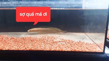 Cách khắc phục khi cá bị stress , nằm đáy túm vây, đuôi không chịu bơi