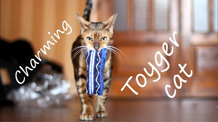 Watch the video about Meet charming the cat of breed Toyger - Sirena