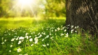 Boost your positive energy and reduce stress with this inspiring
morning relaxation music (can also be used anytime you need a boost).
♫ download available o...
