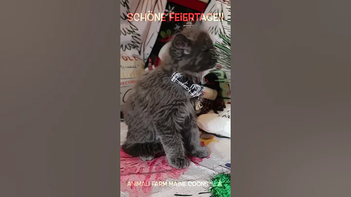 Video 6871311: happy maine coon, farm