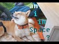 Space Dog