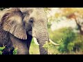 Elephant facts:The giant humble creature