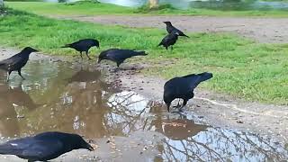 Happy crows ❤️🙏 next to the Eisbach in the English Garden