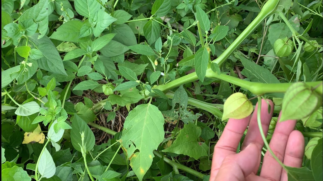 Tomatillos from the wild Philippines YouTube