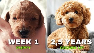 Miniature Poodle Apricot growing Up  One Week to 2,5 Years