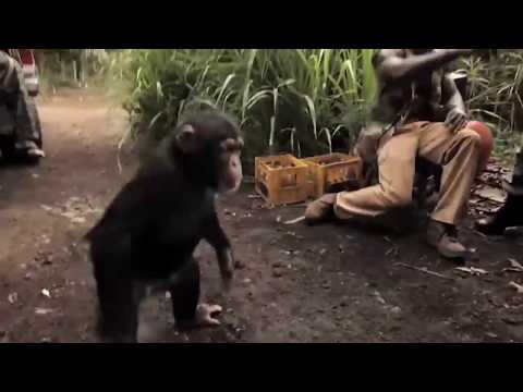 Ape With AK-47 (More out of context)