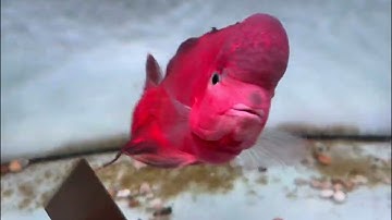 Trải Nghiệm Cùng Bé Cá La Hán Khỉ Đỏ Đang Lột tại SuperRedMonkey