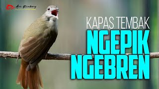 MASTERAN KAPAS TEMBAK NGEPIK NGEBREN SUPER GACOR
