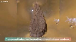 Zoom Telur Nyamuk