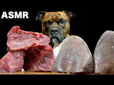 【速すぎ犬ASMR】生肉ご飯を一瞬でたいらげる愛犬www