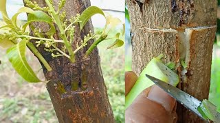 Tricks for grafting mango tree multiple very unique