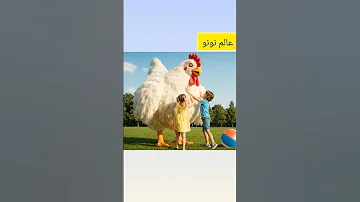 دجاجتي الكبيره 