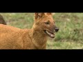 Wild dogs the pack e4  animal planet full episode in hindi  documentary in hindi
