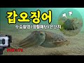 갑오징어 수중촬영/갑오징어의 생태.습성을 알아보자! Underwater squid-FOX☆TV