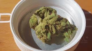 REVIEW in 4k 🍋 #remexian 25/1 Frosted lemon cake mit 25,5% THC ähnelt dem Surpreme24/1