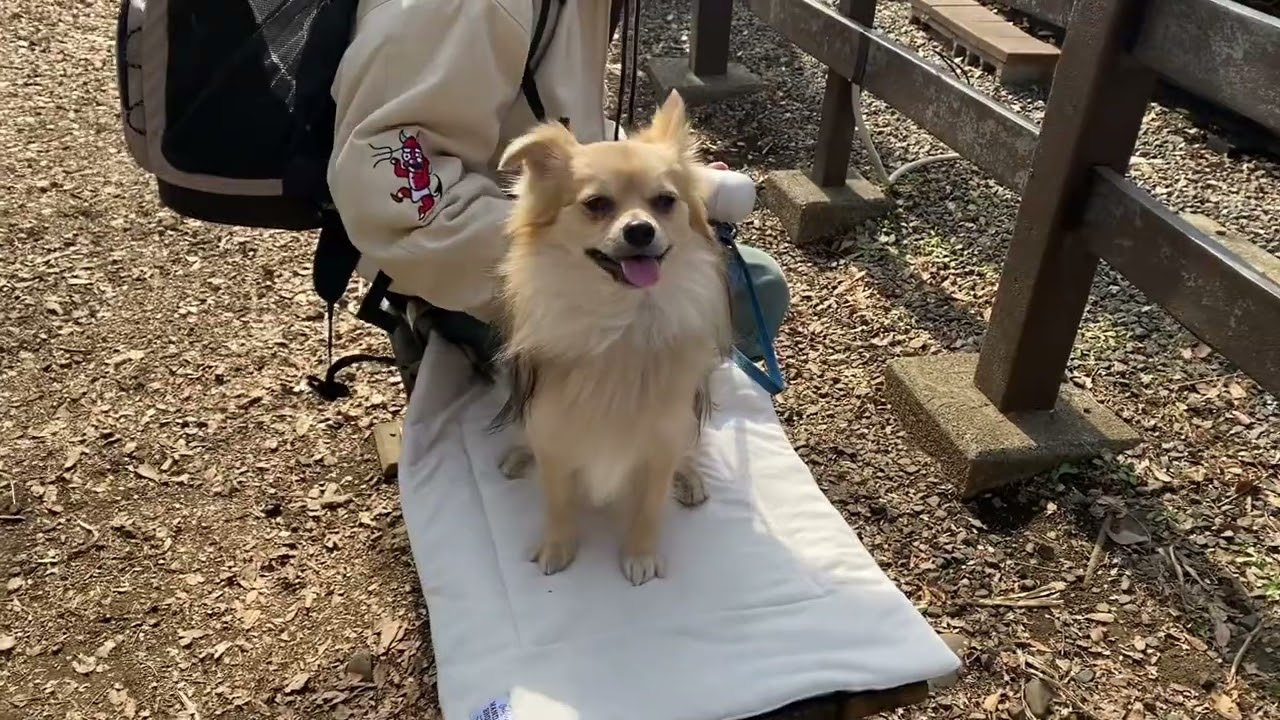 公園に行ったチワポメ