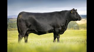 Lot 13 Hw Madame Pride W122