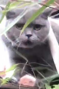 Cat says the N word for some reason