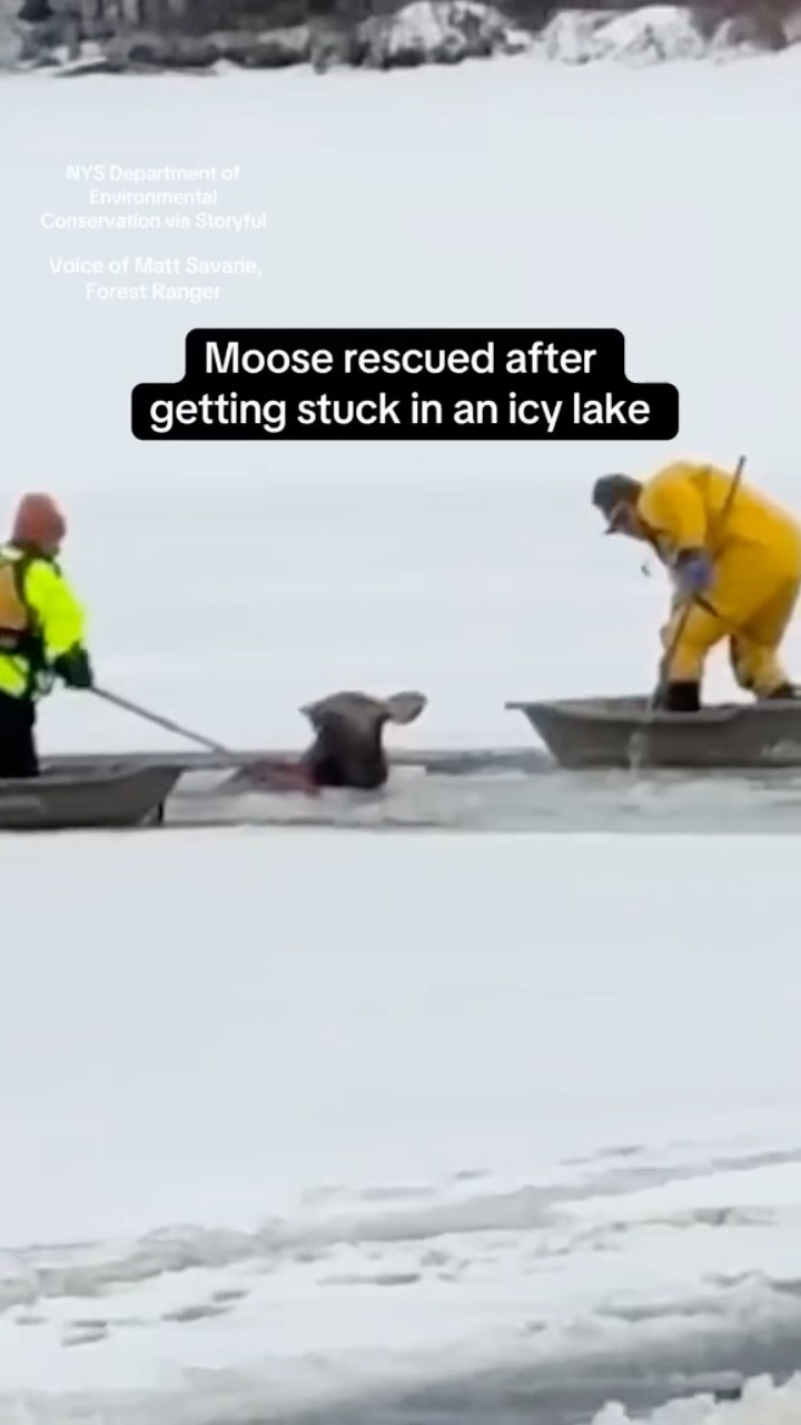 Moose rescued after getting stuck in icy lake #shorts