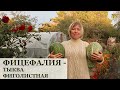 О такой тыкве вы даже не слышали! Фицефалия или тыква фиголистная. Мой опыт выращивания и рецепт