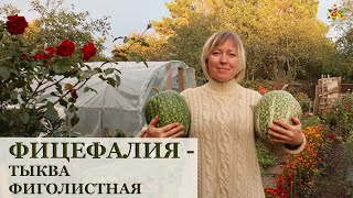 О такой тыкве вы даже не слышали! Фицефалия или тыква фиголистная. Мой опыт выращивания и рецепт