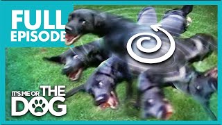 Tornado Terrier Wont Stop Spinning Full Episode Its Me Or The Dog