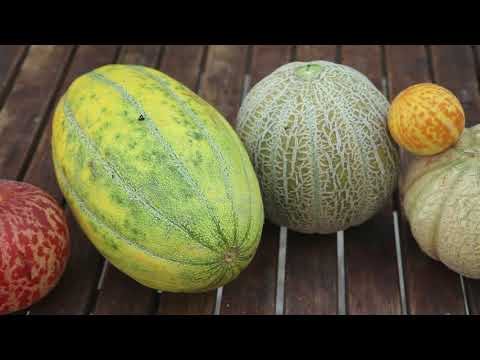 Video: Hoe bewaar je meloenzaden?