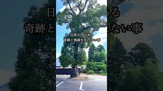 【開運】日本一宝くじが当たる長福寿寺の御神木をご紹介します。#長福寿寺  #今日から開運  #開運  #幸運  #金運  #恋愛運  #魂の進化。  #運気上昇