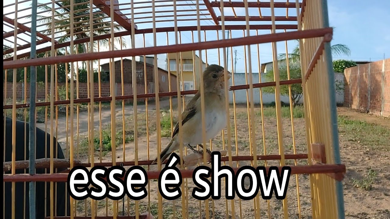 pardinho bebê diferente