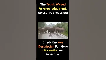 The Trunk Waved Acknowledgement  Awesome Creatures! #Shorts