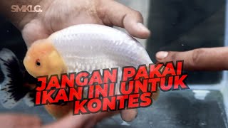 Cara Melihat Maskoki Ranchu Grade Show