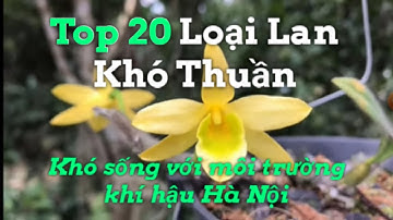 Top 20 loại Lan khó thuần & khó sống với môi trường khí hậu Hà Nội
