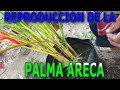 Como reproducir la palmera Areca-Cuidados de la palmera Areca || Info Garden