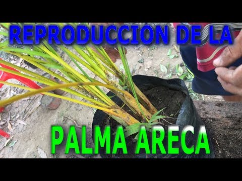 Video: Cultivo de crías de palmeras: Cómo trasplantar una cría de palmeras