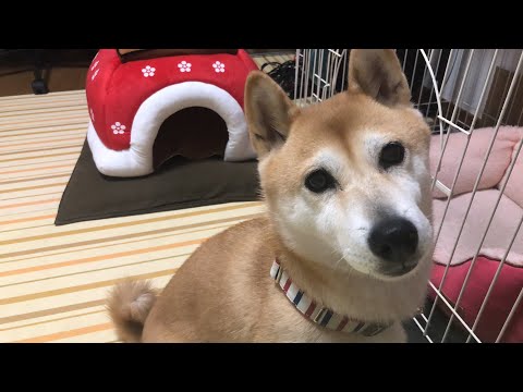 柴犬小春　【ライブ】ラストはパイ山