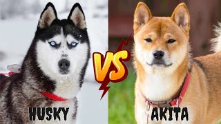 Clash of the Coats: Akita vs Husky - Unleashing the Power of the Arctic Breeds by Animella 175 views 6 months ago 5 minutes, 8 seconds