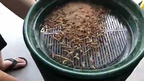 Separate Mealworm Pupae with a Bucket Sifter!