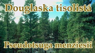 Douglaska tisolistá (Pseudotsuga menziesii) - o stromu, léčivé účinky