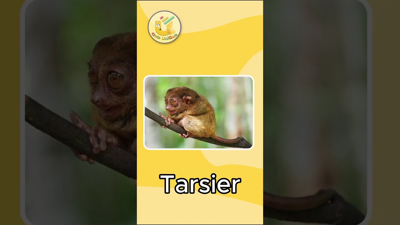 Угадайте это уникальное животное!! #викторина #лучший #вызов #животные #факты @QuizUniQue