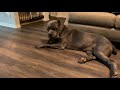 Cane Corso: Avoiding Problems