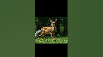 Wild Python Strikes a Deer and Wraps It Up in the Forest |AI video #animals #wildlife #nature #snake