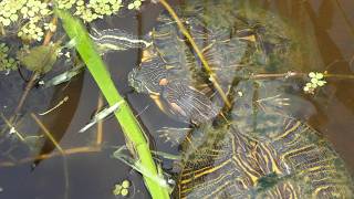 Red-eared Slider eats lunch, gets peck on cheek from another turtle