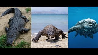Biggest Reptiles In The World