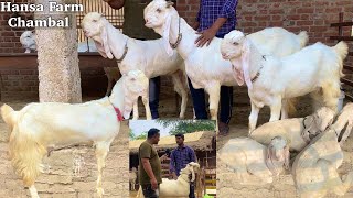 Hansa Goat Collection Shiv Kumar Yadav एक छत के नीचे इतनी सारी हंसा एकसाथ बकरिया